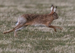 Brown Hare