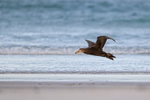 Southern Giant Petrel lifts off from beach, Volunteer Point, Falklands