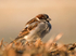 House Sparrow