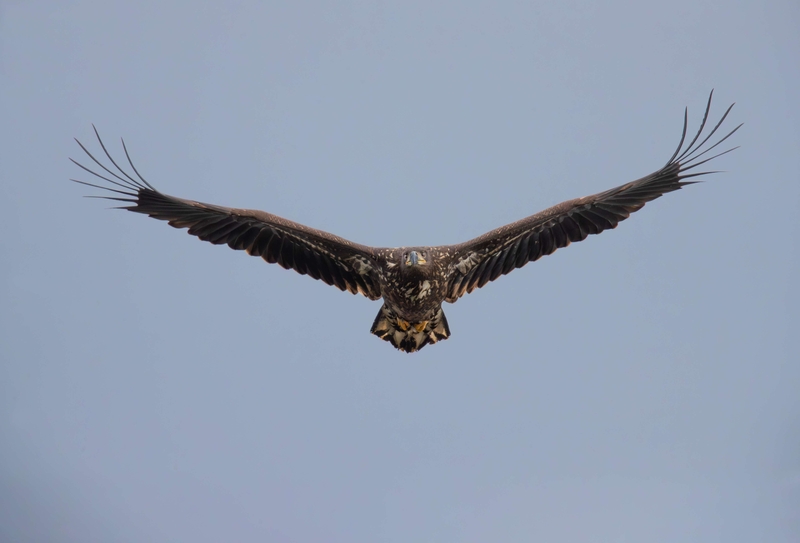 White Tailed Eagle - Isle of Mull - Scotland