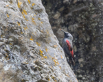 Wallcreeper