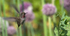 Annas Hummingbird female with leek
