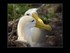 Waved albatross