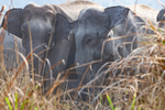 Elephant's crossing