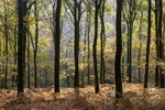 Autumn Sunlight