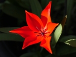 Red Tulip With Leaves