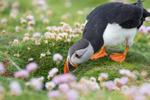Puffen Cute 20