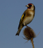 GOLDFINCH REF GOLD 7
