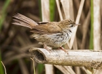 Cetti's Warbler