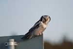 April 2010 - Northern Hawk Owl