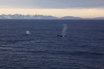 Humpback Whale 8768