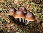 Mycena sp. (01)