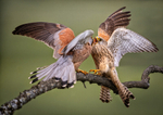 Print - Silver - Charlie Kidd - Natures Intimacy Lesser Kestrels
