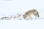 Coyote sniffs ground, Hayden Valley, Yellowstone National Park
