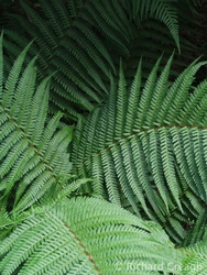 Ferns