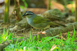 Black-striped Sparrow portfolio