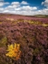 Bradfield Moors