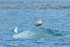 Glaucous-winged Gull (juvenile) & Kittiwake on ice block, Alaska