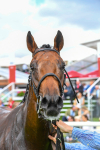 290723-Race 4-Blue Prince-0742