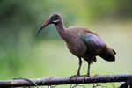 Hadada Ibis Kenya