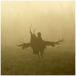 Pheasant in the Fog