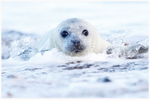 Inquisitive Seal Pup 