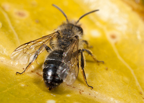 An ageing male [i]Andrena flavipes[/i] with worn wings and sparser and paler hairs.