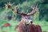 Wild animal _AN005