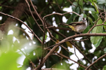 Yellow-vented Bulbul, Ubud, Bali