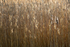 Reed 1