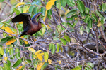 Glossy Ibis perched, Wakodahatchee Wetlands, Florida