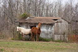 AnimalsCreatures _0011