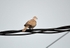 Collared Dove