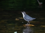 Dipper