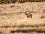 Red Deer