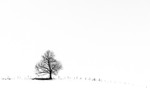 Lone tree, Wildboarclough