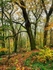 Wilsons Woods