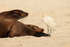 Galapagos Sea Lion watches Cattle Egret pass by, Gardner Bay, Espanola