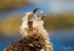 Osprey with Luderick 19