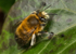 Anthophora  plumipes (m)
