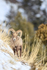Bighorn Sheep (male) on steep slope, Yellowstone National Park