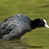 Coot