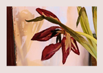 Christmas Tulips 1