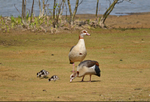 Egyptian Geese