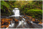 Woodburn Forest (IMG1160)