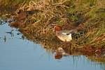 Wigeon