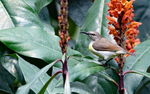 Mrs Gould's Sunbird Female