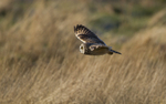 Short eared owl