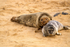 Grey Seal With Weaned Seal Pup