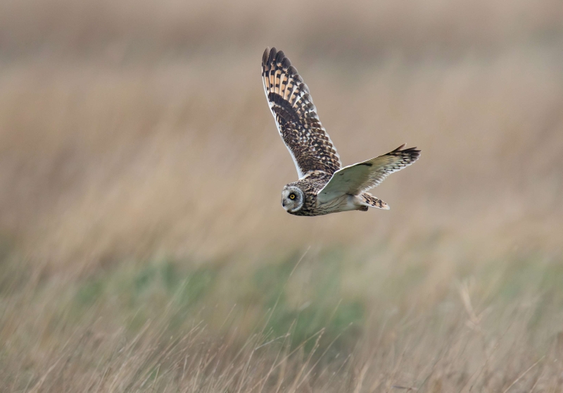 Short Eared Owl